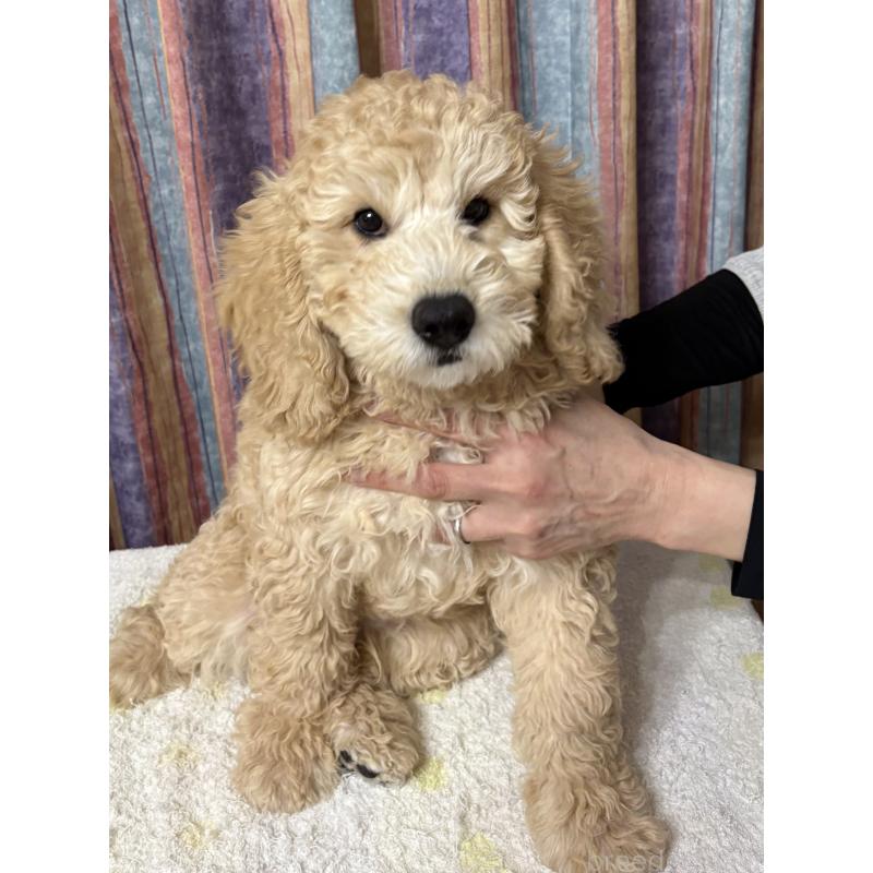 販売中の鹿児島県のミディアムプードル-435329の2枚目