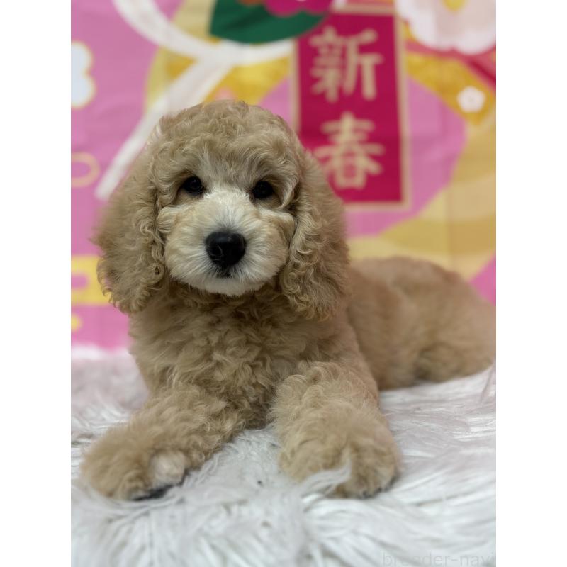 販売中の鹿児島県のミディアムプードル-435331
