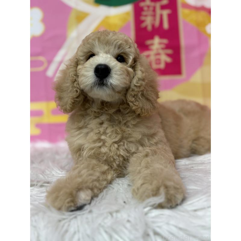 販売中の鹿児島県のミディアムプードル-435331の7枚目