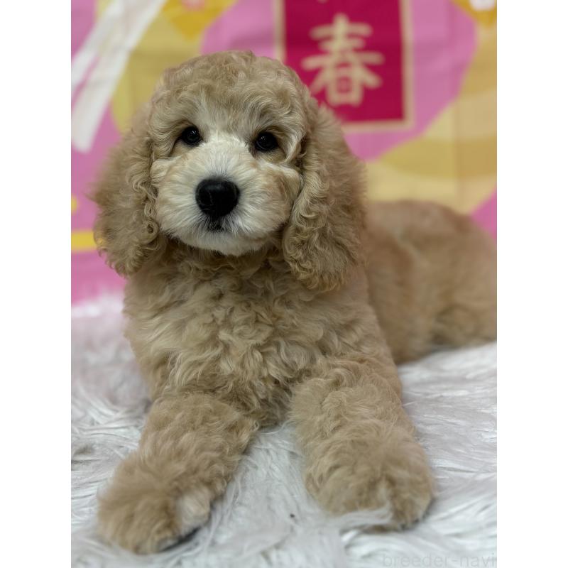 販売中の鹿児島県のミディアムプードル-435331の6枚目