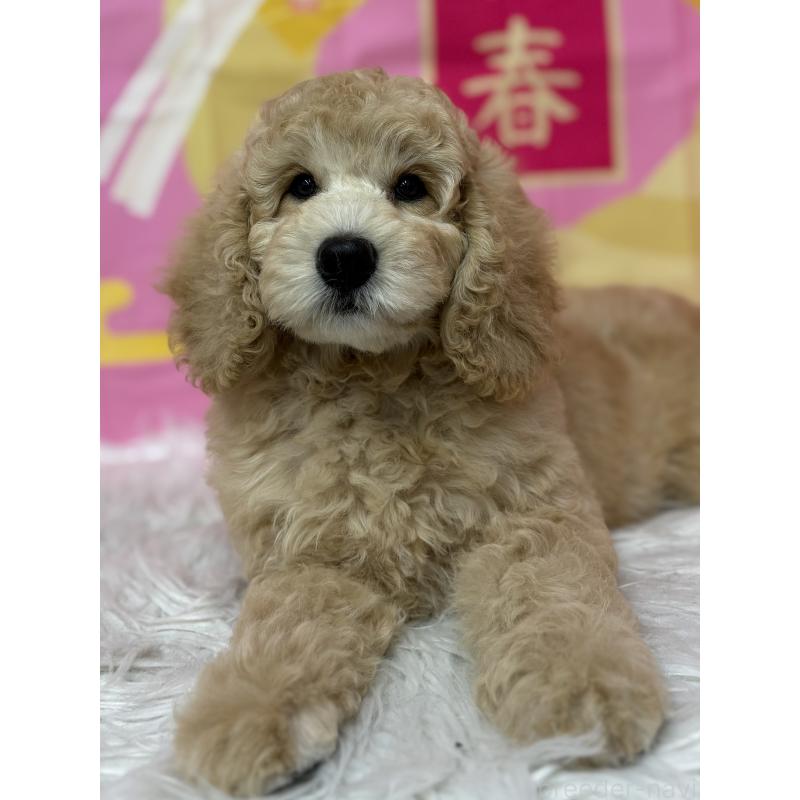 販売中の鹿児島県のミディアムプードル-435331の5枚目