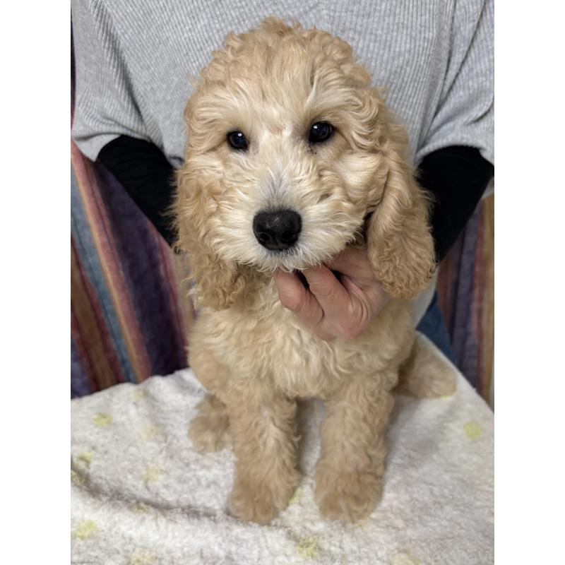 販売中の鹿児島県のミディアムプードル-435331の3枚目