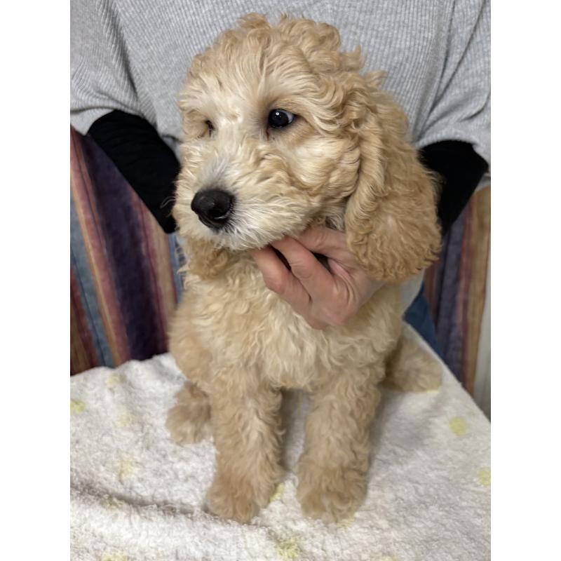 販売中の鹿児島県のミディアムプードル-435331の2枚目