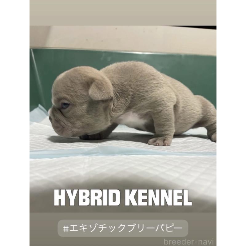 販売中の滋賀県のエキゾチックブリー-440731の3枚目