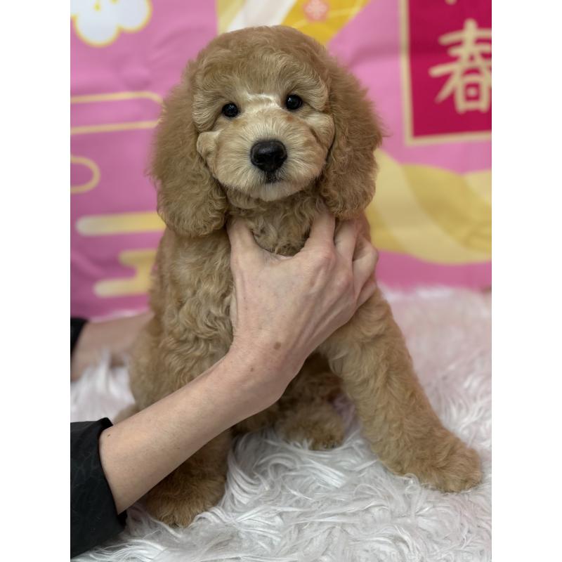 販売中の鹿児島県のミディアムプードル-435332