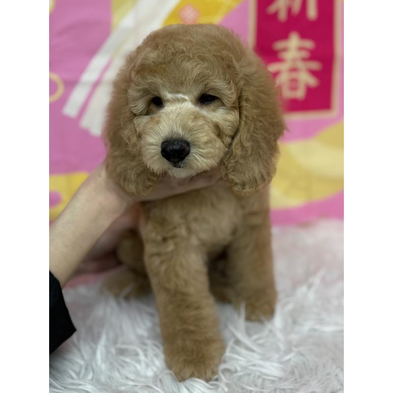 販売中の鹿児島県のミディアムプードル-435332の10枚目