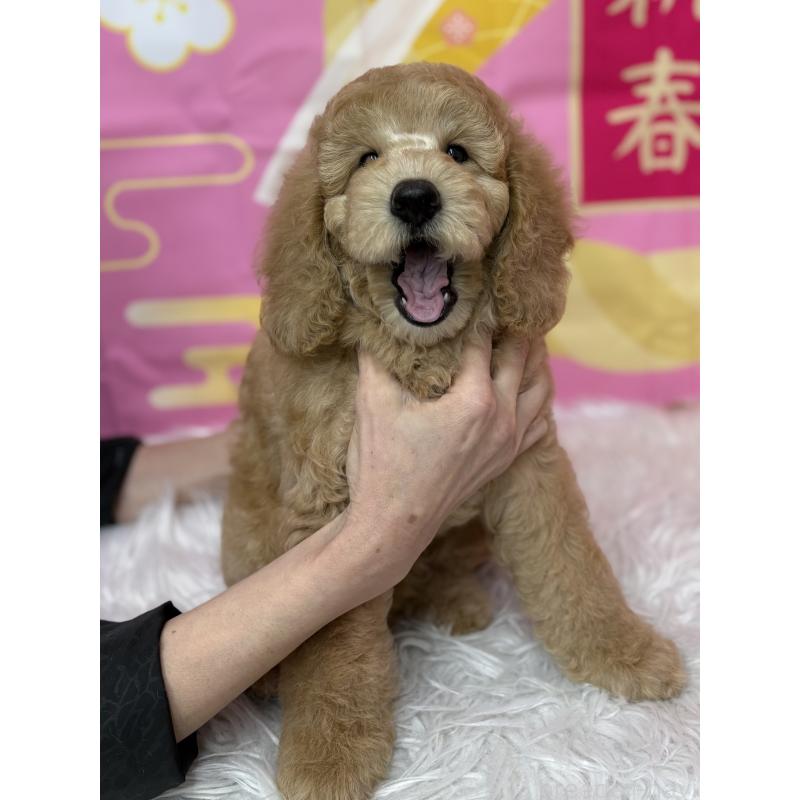 販売中の鹿児島県のミディアムプードル-435332の9枚目