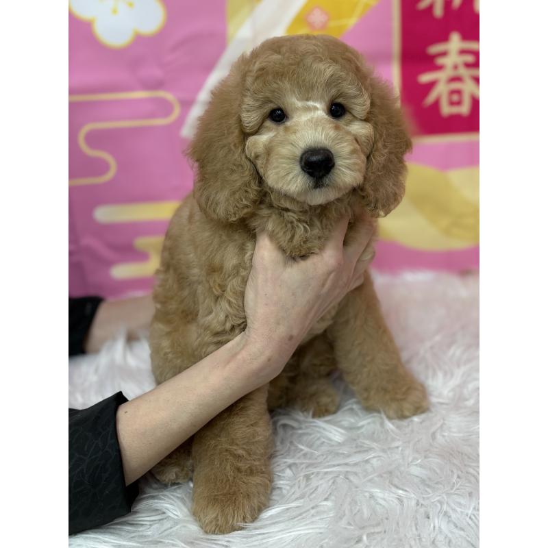 販売中の鹿児島県のミディアムプードル-435332の8枚目