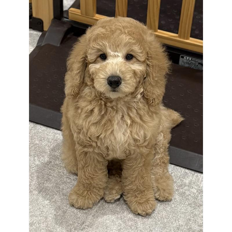 販売中の鹿児島県のミディアムプードル-435332の7枚目