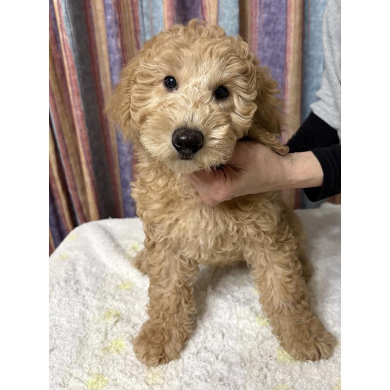 販売中の鹿児島県のミディアムプードル-435332の5枚目