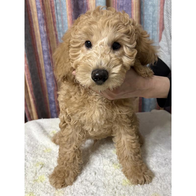 販売中の鹿児島県のミディアムプードル-435332の4枚目