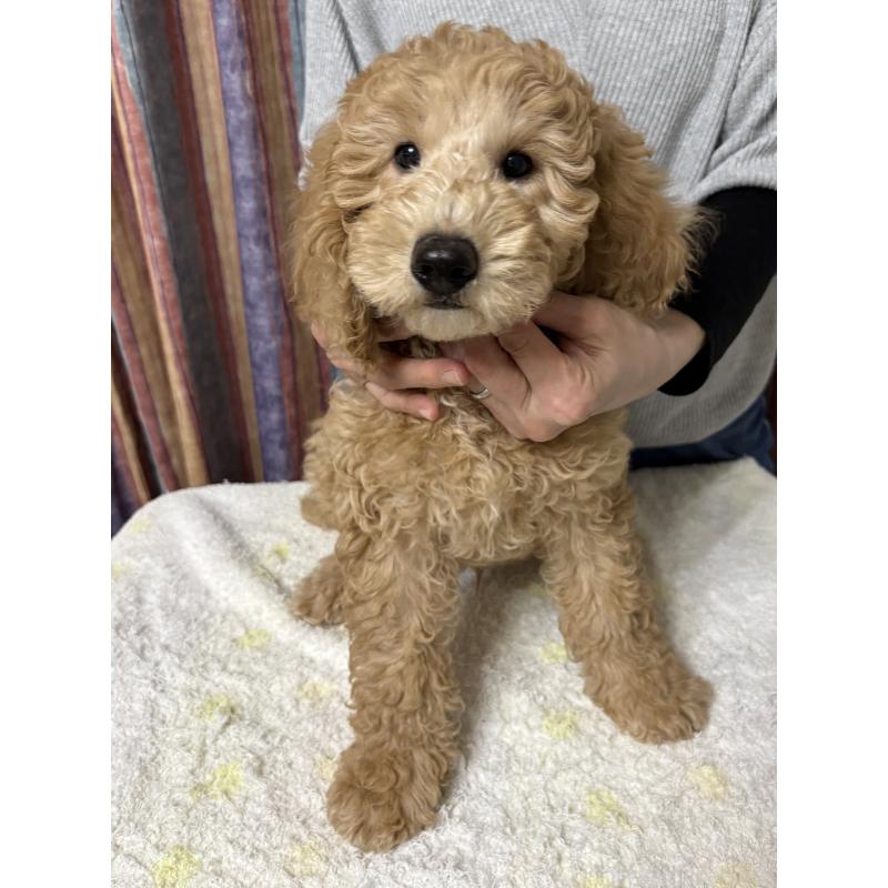 販売中の鹿児島県のミディアムプードル-435332の3枚目