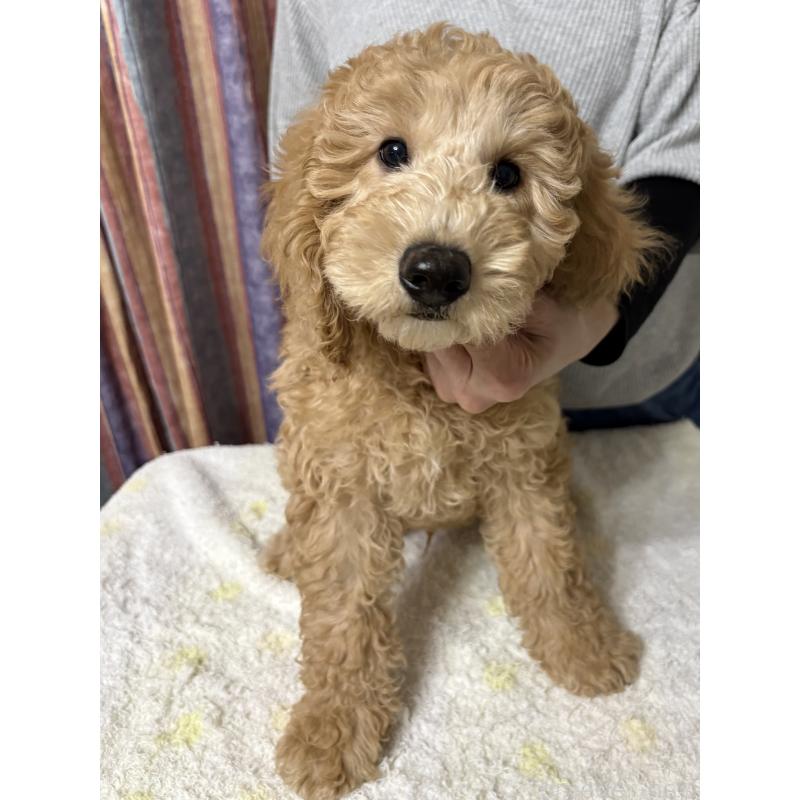 販売中の鹿児島県のミディアムプードル-435332の2枚目