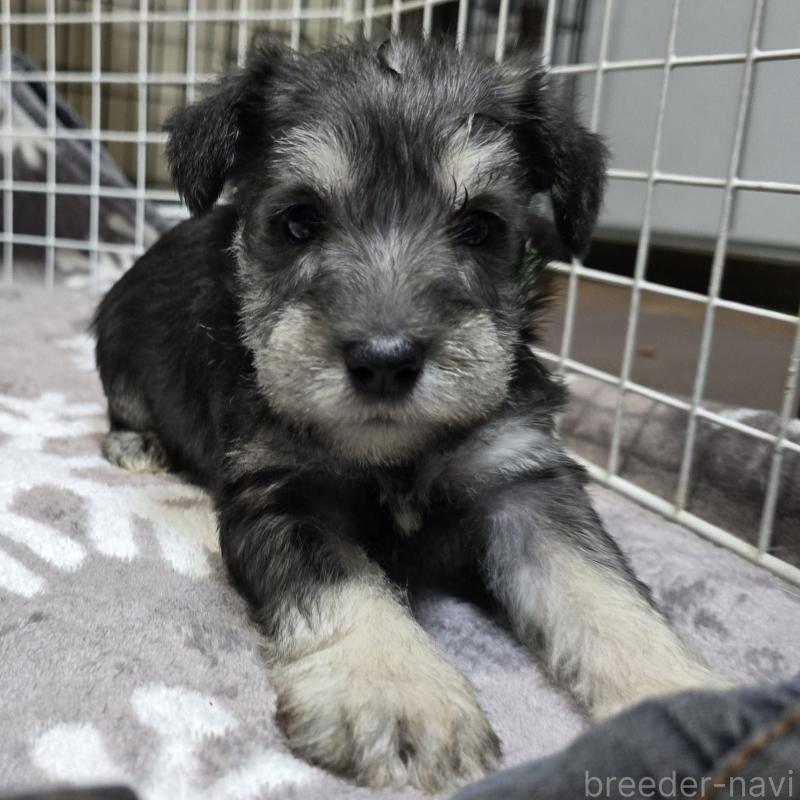 販売中の岡山県のミニチュアシュナウザー-436739