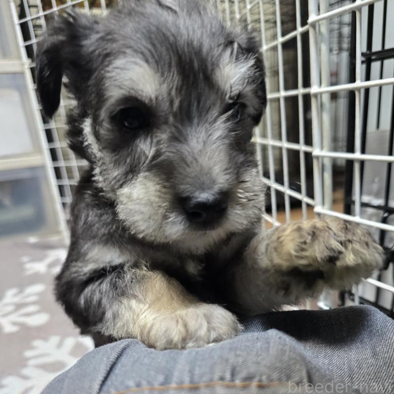 販売中の岡山県のミニチュアシュナウザー-436739の8枚目