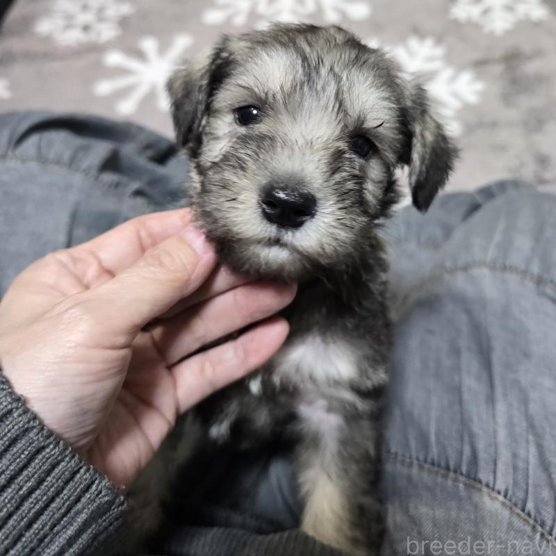 販売中の岡山県のミニチュアシュナウザー-436740