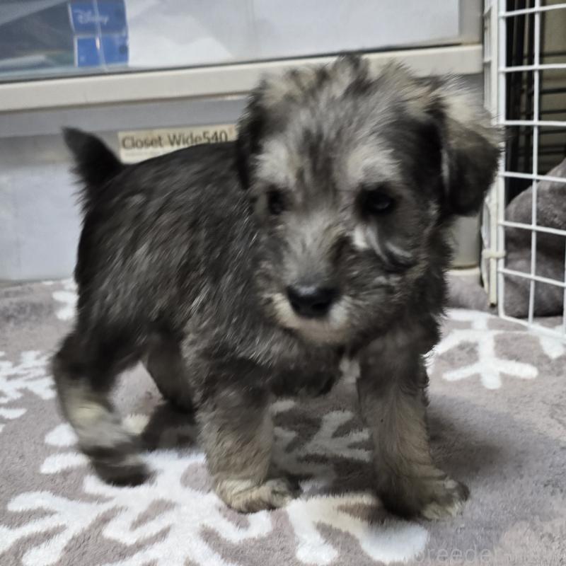 成約済の岡山県のミニチュアシュナウザー-436740の8枚目