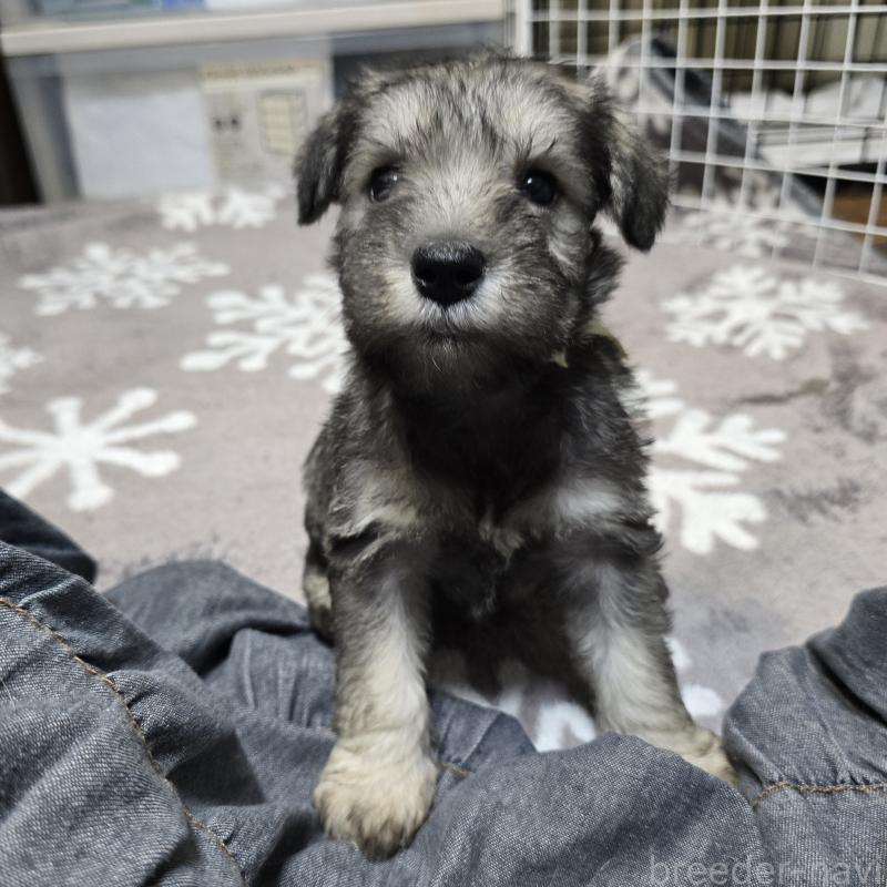 成約済の岡山県のミニチュアシュナウザー-436740の7枚目