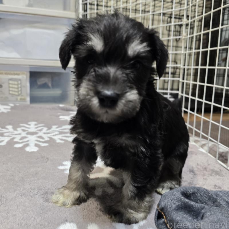 販売中の岡山県のミニチュアシュナウザー-436741