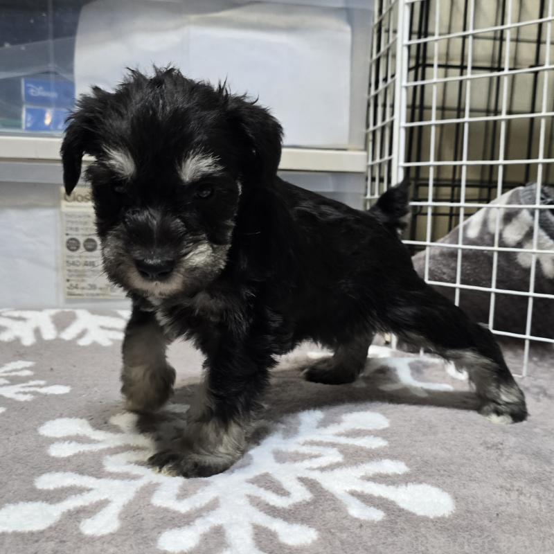 商談中の岡山県のミニチュアシュナウザー-436741の8枚目