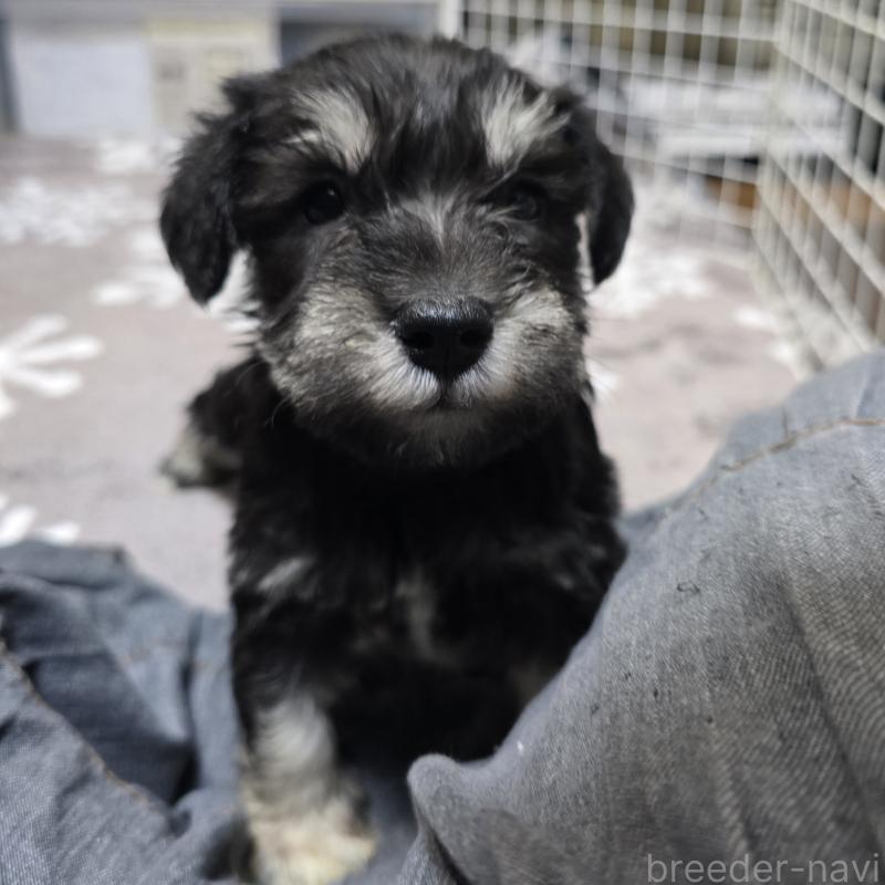 商談中の岡山県のミニチュアシュナウザー-436741の7枚目