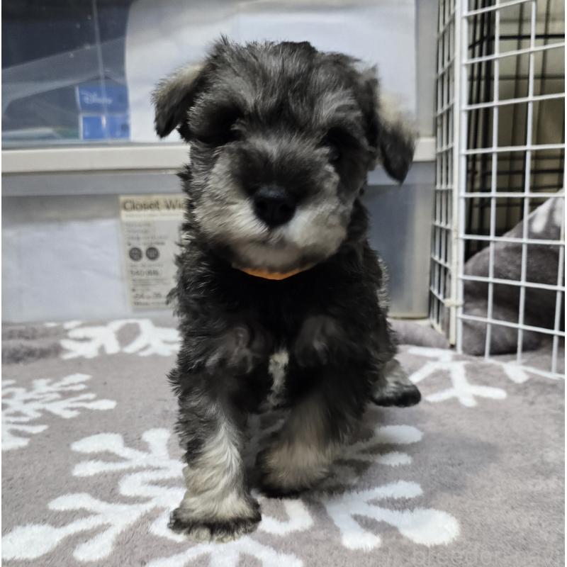 販売中の岡山県のミニチュアシュナウザー-436742