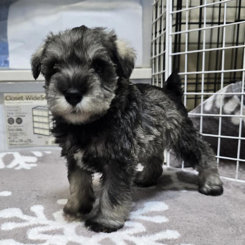 販売中の岡山県のミニチュアシュナウザー-436742の5枚目