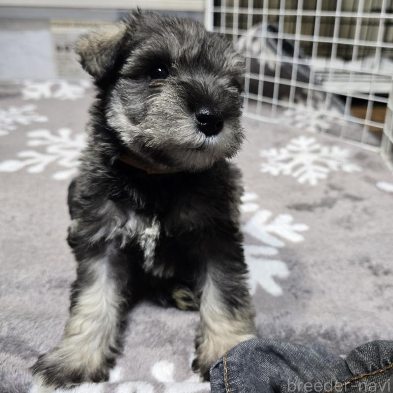 販売中の岡山県のミニチュアシュナウザー-436742の4枚目