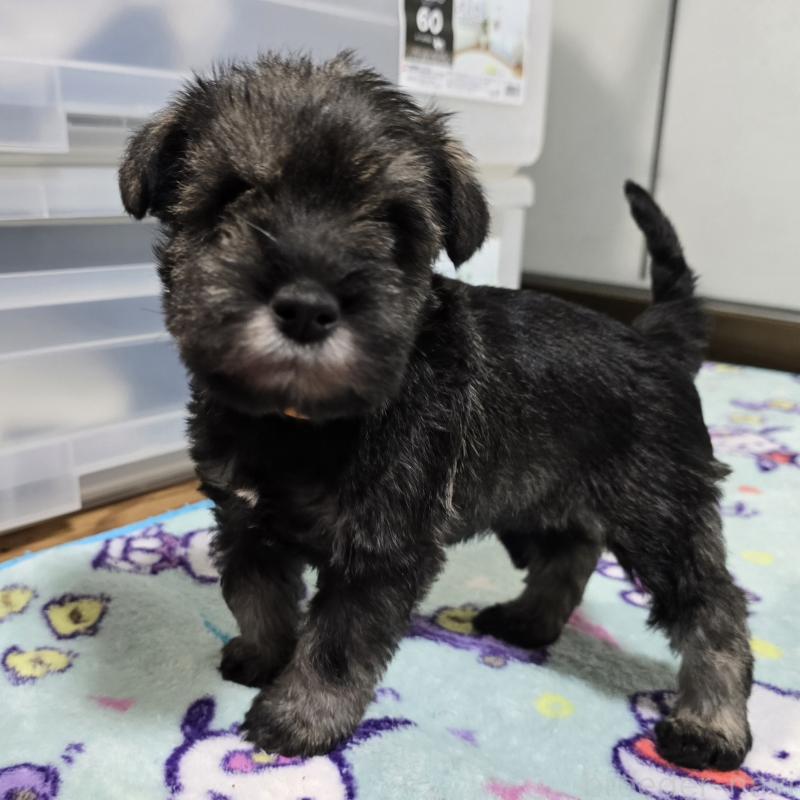 販売中の岡山県のミニチュアシュナウザー-438338