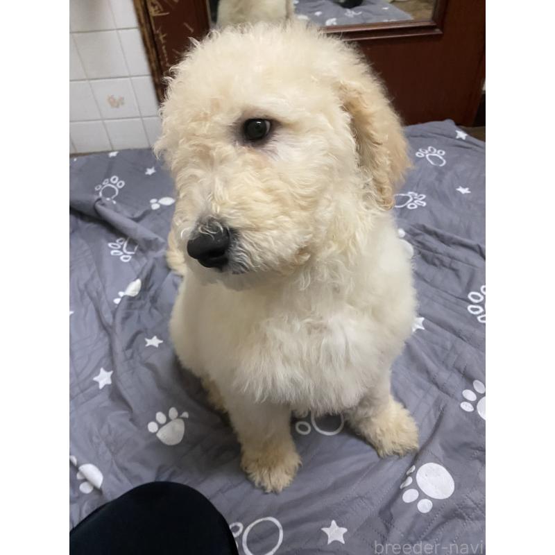 販売中の大阪府のゴールデンドゥードル:ゴールデンレトリーバー×プードル-436247の8枚目