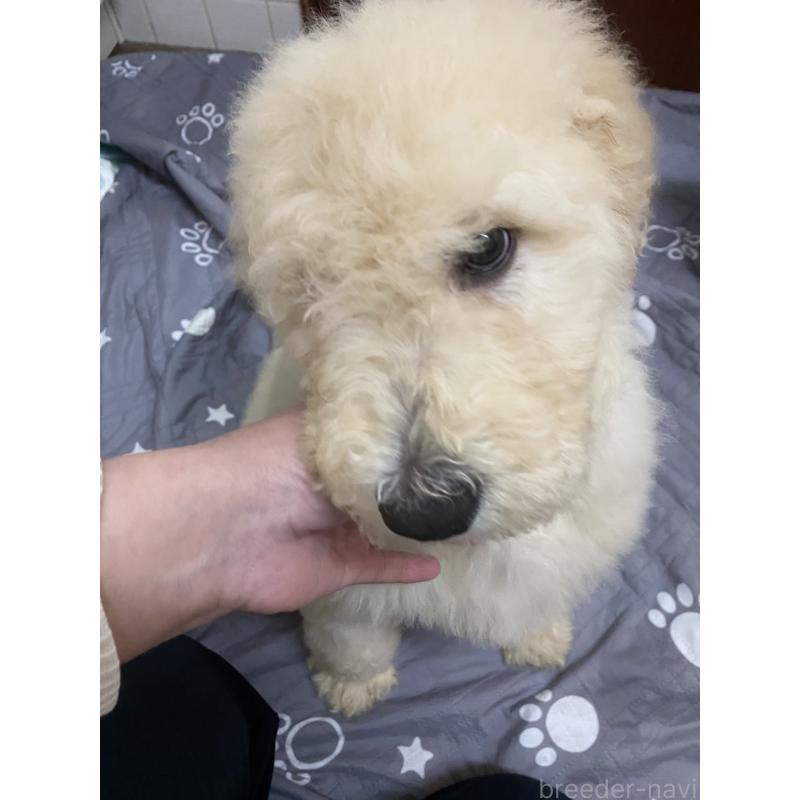 販売中の大阪府のゴールデンドゥードル:ゴールデンレトリーバー×プードル-436247の7枚目