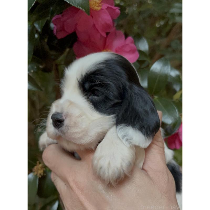 商談中の佐賀県のイングリッシュコッカースパニエル-441470の4枚目