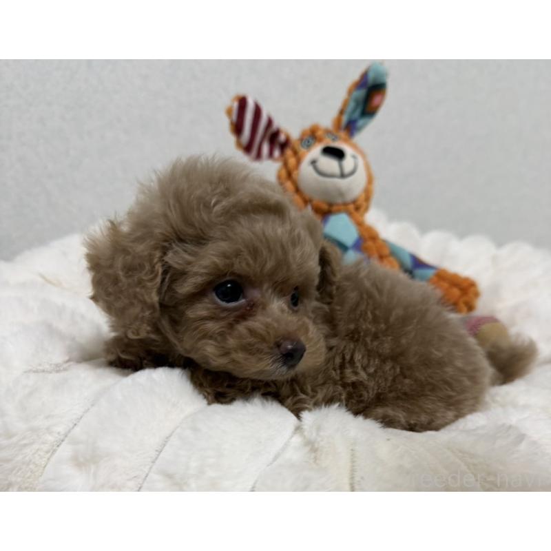 販売中の長崎県のタイニープードル-441471の6枚目