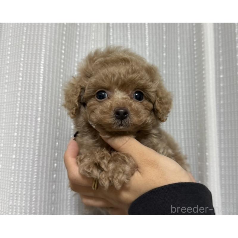 販売中の長崎県のタイニープードル-441471の4枚目