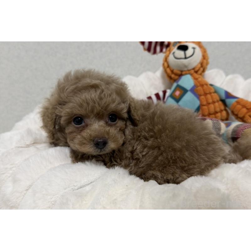 販売中の長崎県のタイニープードル-441471の3枚目