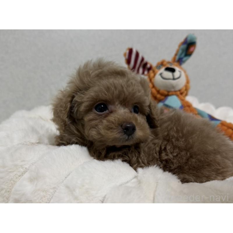 販売中の長崎県のタイニープードル-441471の2枚目