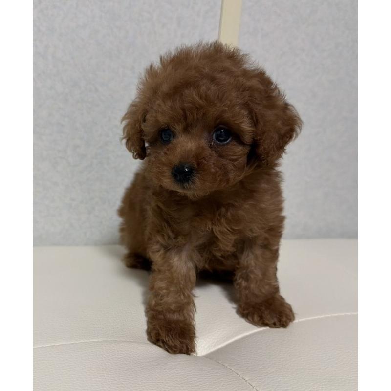 販売中の長崎県のタイニープードル-441472の6枚目