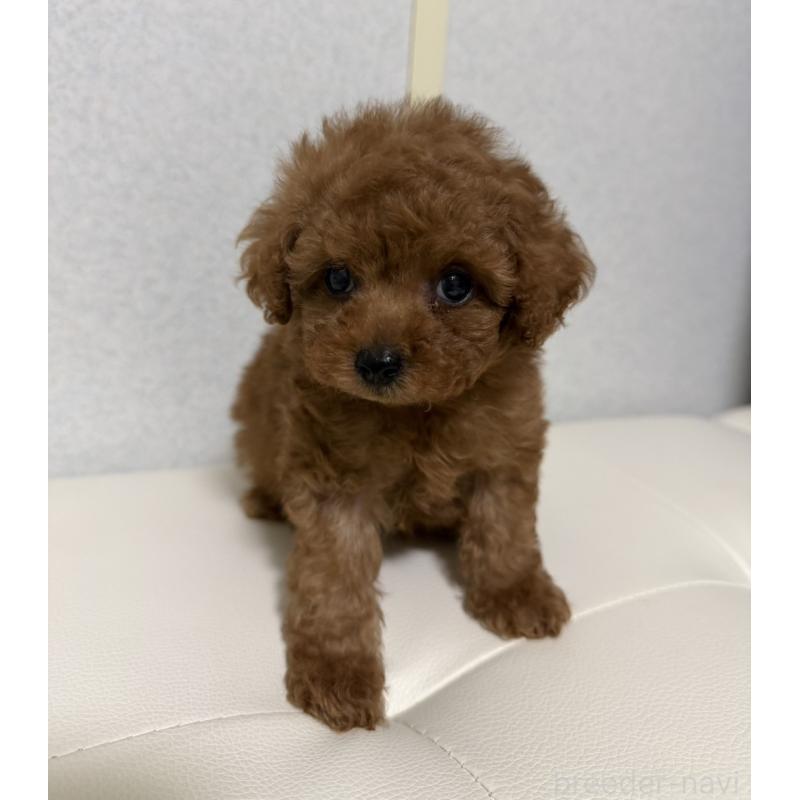 販売中の長崎県のタイニープードル-441472の4枚目