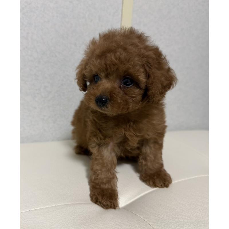 販売中の長崎県のタイニープードル-441472の2枚目