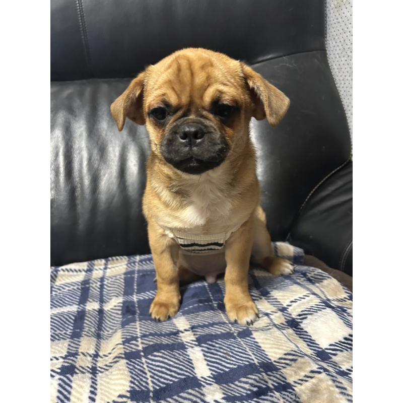 販売中の福岡県のミックス犬-441331の4枚目