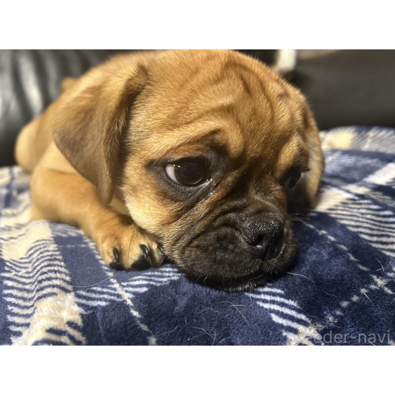 販売中の福岡県のミックス犬-441331の3枚目