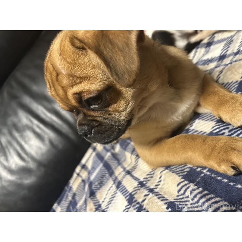 販売中の福岡県のミックス犬-441331の2枚目