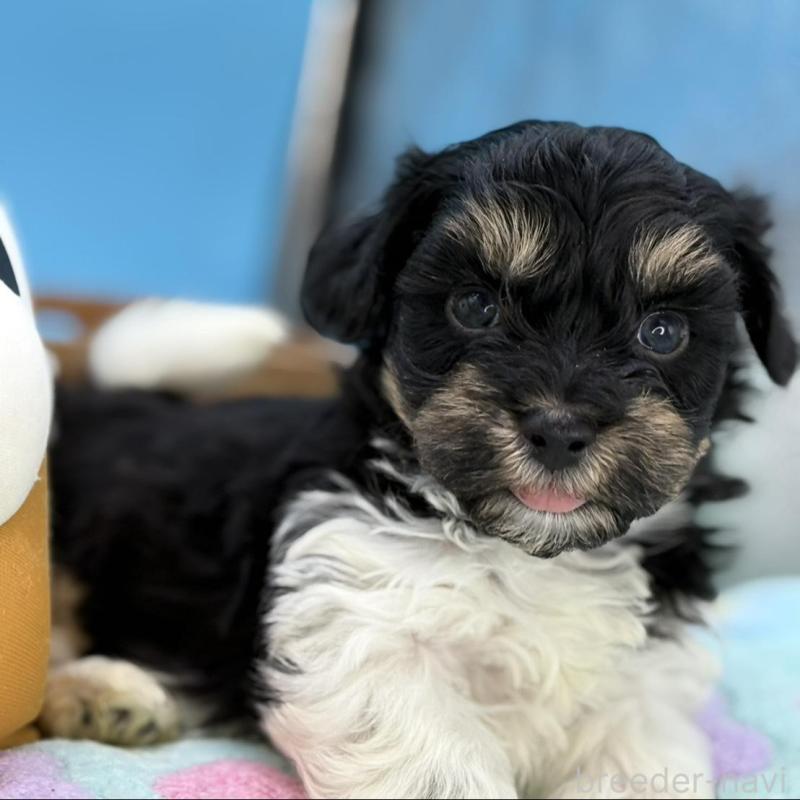 販売中の長野県のハバニーズ-441332の5枚目