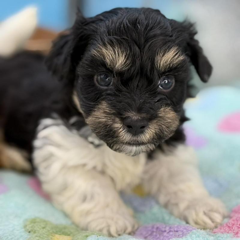 販売中の長野県のハバニーズ-441332