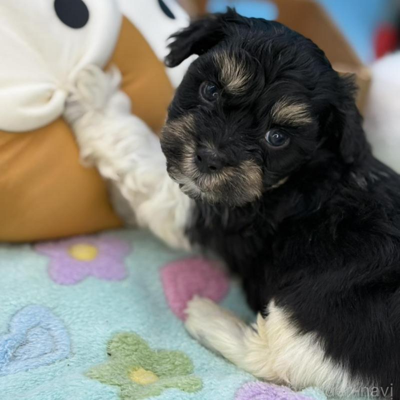 販売中の長野県のハバニーズ-441332の4枚目