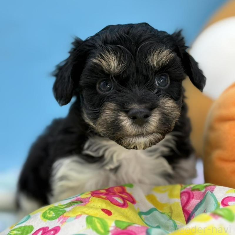 販売中の長野県のハバニーズ-441332の3枚目