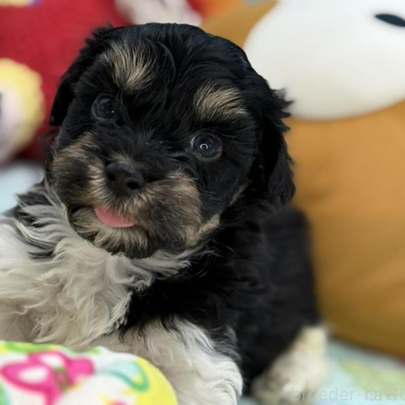 販売中の長野県のハバニーズ-441332の2枚目