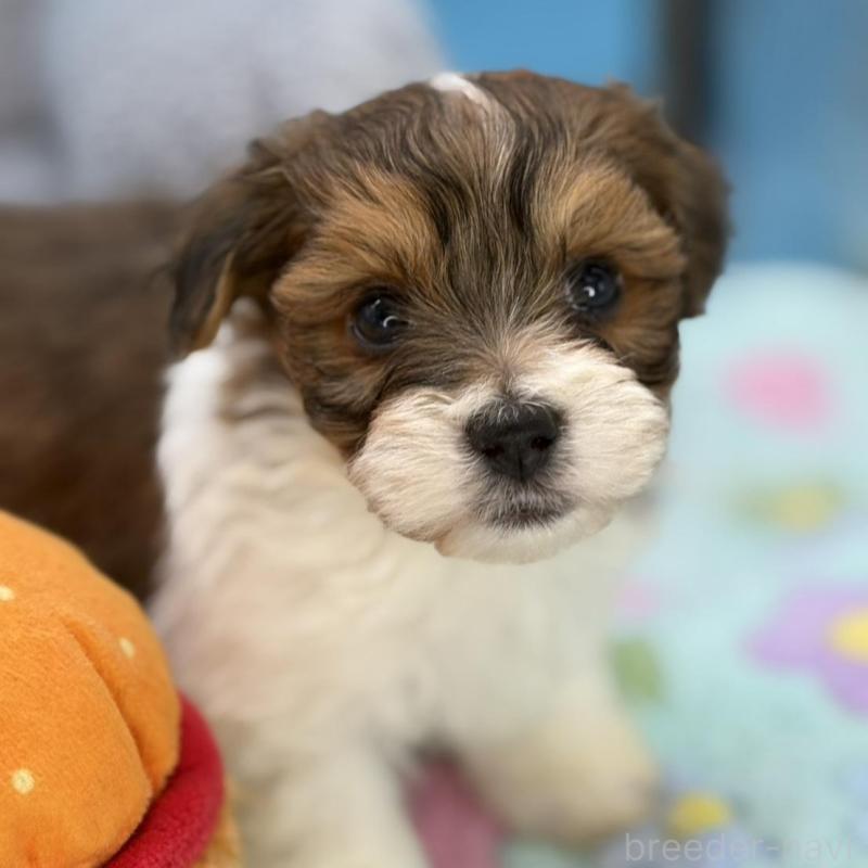 販売中の長野県のハバニーズ-441334の1枚目