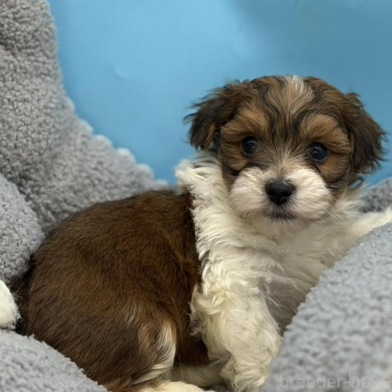 販売中の長野県のハバニーズ-441334の5枚目