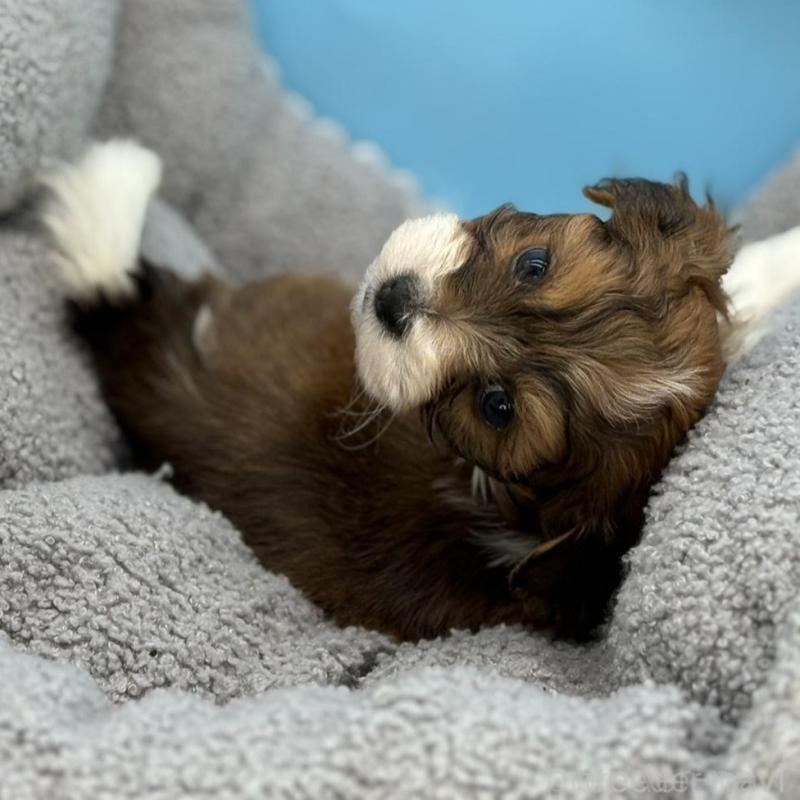 販売中の長野県のハバニーズ-441334の4枚目